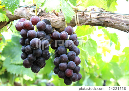 Vineyard Vineyard 24221538