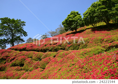 H市茶馆的杜鹃花 宫崎县小林町野尻町 图库照片