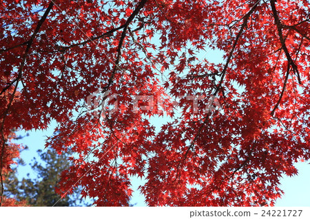 Ceiling of autumn leaves 3 24221727