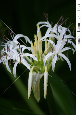 Flower of Hamayu Flower of Hamayu 24221894