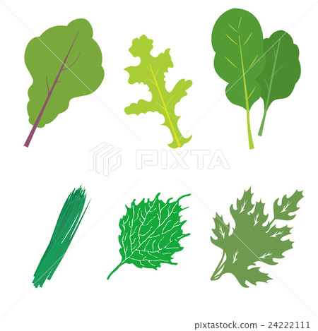 Leafy vegetables 6 kinds set Leafy vegetables 6 kinds set 24222111