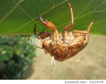 Cicadian shell Cicadian shell 24222476
