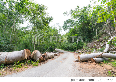 Trees cut clear path for road through rainforest Trees cut clear path for road through rainforest 24222678