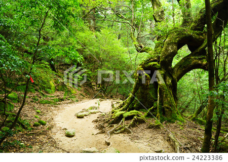 屋久島Shiratani雲水峽谷雪松包裹著雪松 24223386