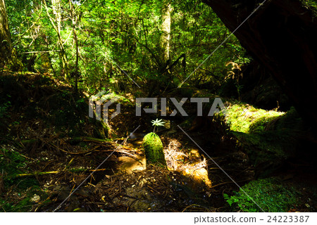 屋久島Shiratani雲水峽谷Mononoke no Mori 24223387