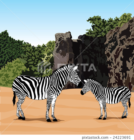 Family of zebra. Family of zebra. 24223691