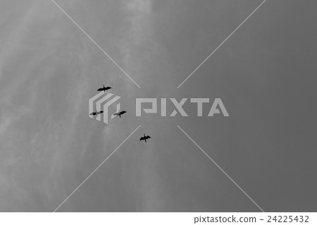 Flock of bird fly high, black and white photo Flock of bird fly high, black and white photo 24225432