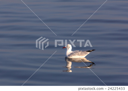 seagull float in the sea 24225433