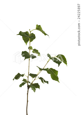 Mulberry tree branch isolated on background 24225897