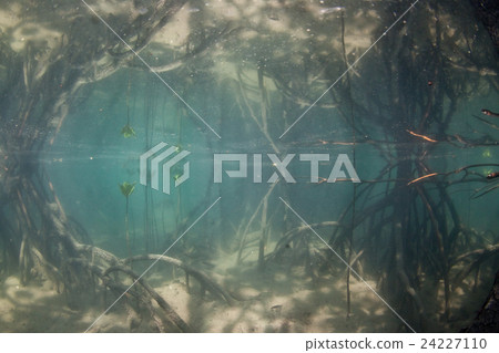 Mangrove 2 at Iriomote Island 24227110