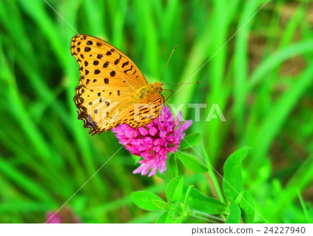 Blue butterfly and red clover (red mint trees) 24227940