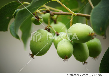 Sarunashi noodles 24228296