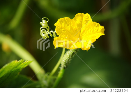Cucumber flowers Cucumber flowers 24228594