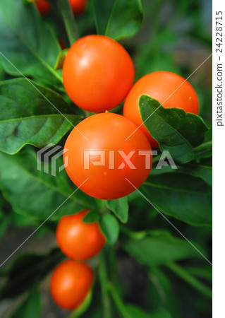 Fruit of fusumango (Thamasango) 24228715