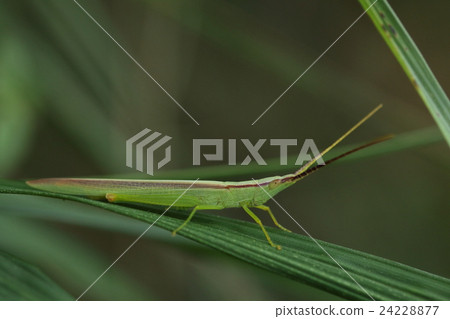 生物昆蟲Ryowaku Butterfly，Shoddy Laws與蚱蜢和腿相比有點大塊短 24228877