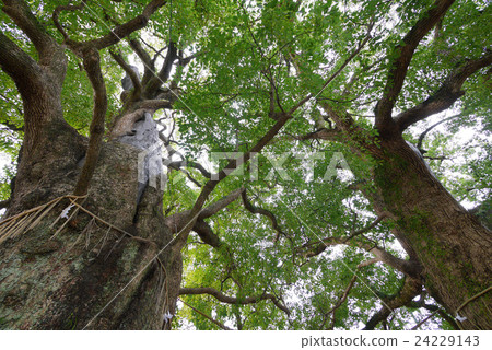 Sanno Shrine's bombed cinnamon tree 24229143
