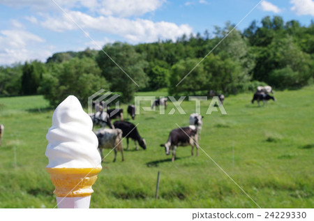 Soft cream and cow 24229330