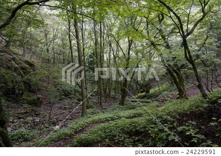 Deep green deep green 24229591