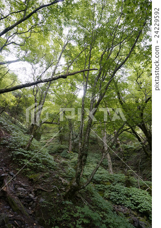 Deep green deep green 24229592