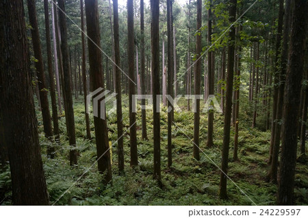 Deep green deep green 24229597