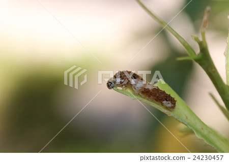 Swallowtail larvae which damage lemon leaves 24230457