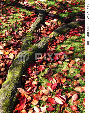 Cherry tree autumn leaves image Cherry tree autumn leaves image 24230550