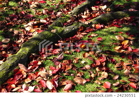 Cherry tree autumn leaves image Cherry tree autumn leaves image 24230551