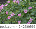 Fuyo flowers Fuyo flowers 24230699