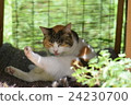 A cat relaxing in a hut A cat relaxing in a hut 24230700