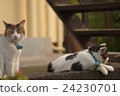 A good cat A good cat 24230701