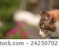 The profile of a cat The profile of a cat 24230702