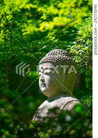 Buddha statue in maple tree from Ryoan ji temple Buddha statue in maple tree from Ryoan ji temple 24233840