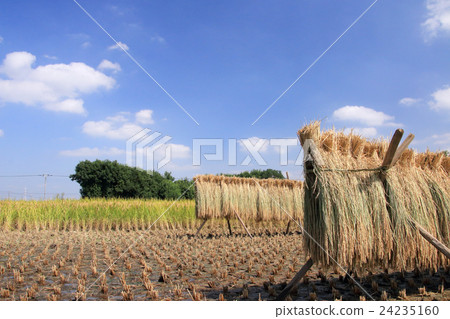 Rice dried scenery Rice dried scenery 24235160