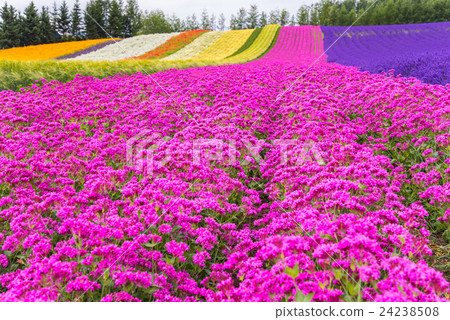 北海道富良野農場富田的顏色領域的花田 北海道富良野農場富田的顏色領域的花田 24238508