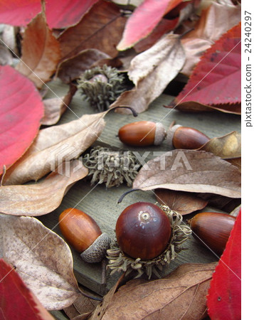 Tree nut fall leaves image Tree nut fall leaves image 24240297