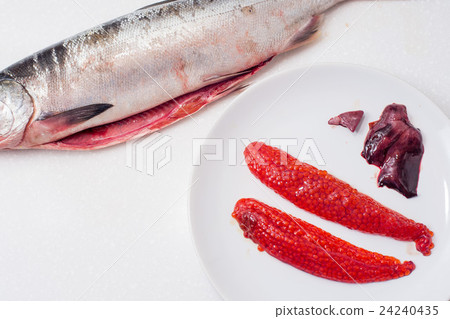 Salmon fishs on white background Salmon fishs on white background 24240435