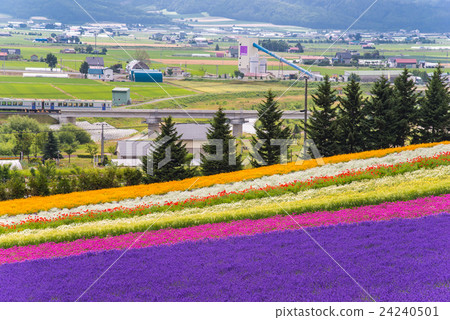 北海道富良野農場富田彩色花田和富良野鐵路 北海道富良野農場富田彩色花田和富良野鐵路 24240501