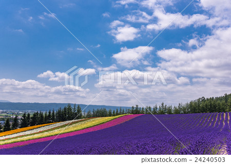 北海道富良野農場富田顏色領域的花田 24240503