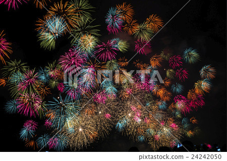 Chitose Chrysanthemum chrysanthemum 24242050