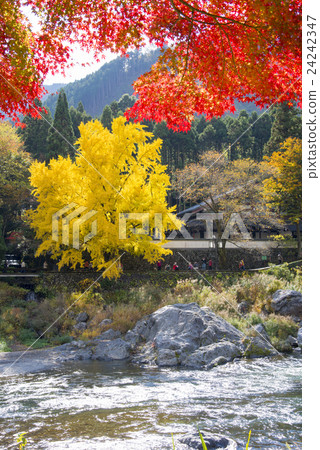 Autumn leaves of Okutama Autumn leaves of Okutama 24242347