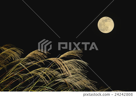 Moonlight image Susuki and moon 24242808