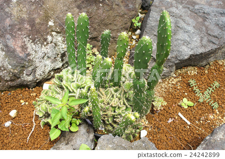 瘻管粉絲化 24242899