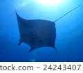 2016年8月的石垣Manta 24243407