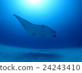 2016年8月的石垣Manta 24243410