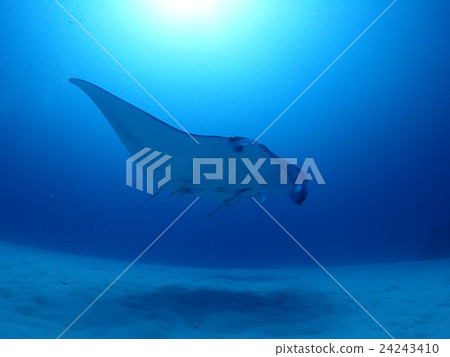 2016年8月的石垣Manta 2016年8月的石垣Manta 24243410