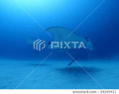 2016年8月的石垣Manta 2016年8月的石垣Manta 24243411