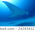 2016年8月的石垣Manta 24243412