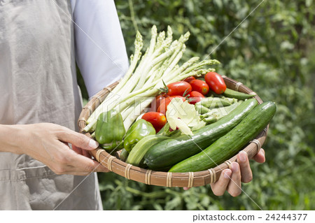 Home garden 24244377