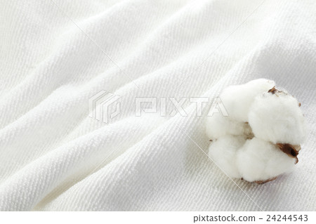 棉毛巾上的棉花圖像/棉 24244543