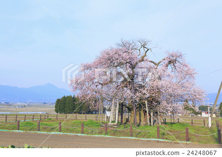 米澤千歲櫻桃 米澤千歲櫻桃 24248067